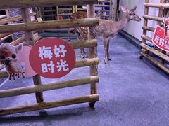 -正佳雨林生态植物园