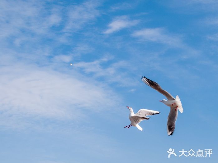 栈桥景区图片