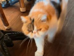 -猫岛主趣味餐厅(鼓浪屿店)