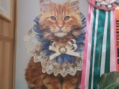 -猫十亿·布偶金渐层·曼基康矮脚猫舍(青年路店)