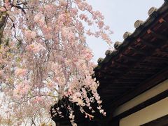 -西安青龙寺遗址景区