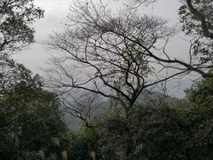 -火炉山森林公园