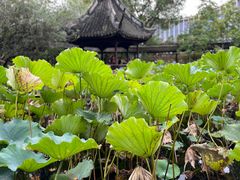 -上海醉白池公园
