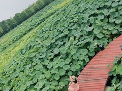 -嘉北郊野公园