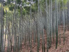 -杭州黄龙洞