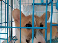 -翊宠yipet猫狗购宠庄园犬舍•猫舍