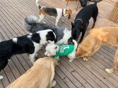 -趣多多宠物公园·宠物训犬学校·宠物寄养