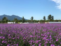 -北京东方普罗旺斯薰衣草庄园