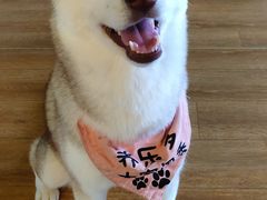 -Husky Go! 哈士奇体验馆·宠物咖啡厅狗咖