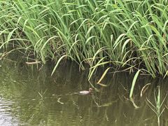 -西湖风景区-江洋畈生态公园