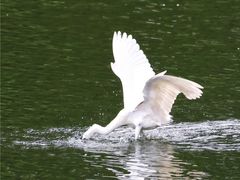 -重庆彩云湖湿地公园