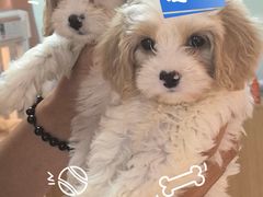 -翊宠yipet猫狗购宠庄园犬舍•猫舍