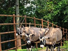 -大连森林动物园