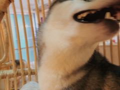 -Husky Go! 哈士奇体验馆·宠物咖啡厅狗咖