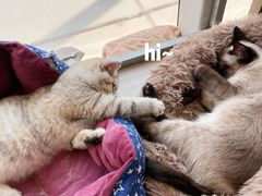 -藏猫猫咖啡主题馆(中央大道店)