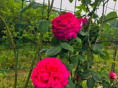 -桤木河湿地公园