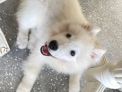 -Let's go狗咖·猫咖·奶狗·桌游(春熙路IFS店)