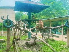 -合肥野生动物园