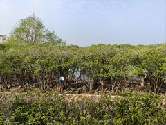 -宝安西湾红树林湿地公园