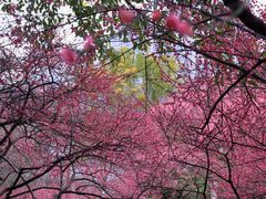 -重庆彩云湖湿地公园