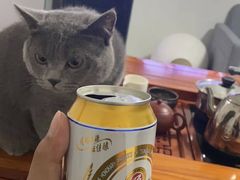 -糯米喵星人总部直营旗舰店·猫舍·幼猫出售