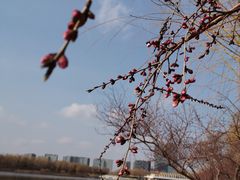 -大兴滨河森林公园