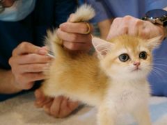 -御宝贝·A梦猫科宠物医院(国际猫友好医院)