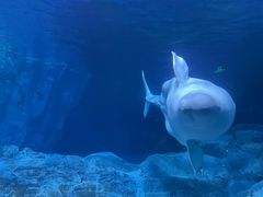 -珠海长隆海洋王国