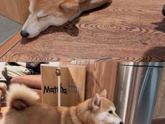 -柴务处·柴犬主题狗咖