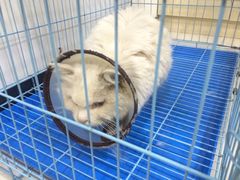 嘉宠动物医院-嘉宠动物医院