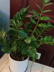 -南京医科大学友谊整形外科医院