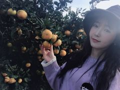 -柑橘农场