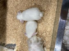 -上海大自然野生昆虫馆
