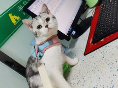 -半岛宠物医院24小时(科华中路店)