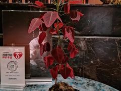 -汤泉良子·沐足·颂钵疗愈·SPA(珠江新城店)