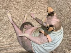 -藏猫猫咖啡主题馆(中央大道店)