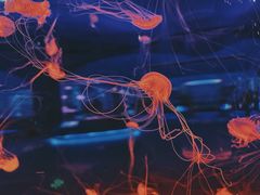 -上海海昌海洋公园