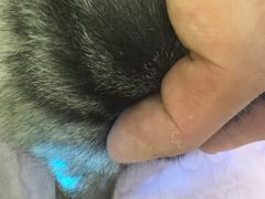 -艾贝尔宠物诊疗