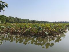 -洪湖生态旅游区