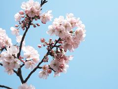 -顾村公园