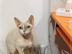 -Bastet sally猫舍购宠(静安店)