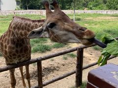 -北京野生动物园