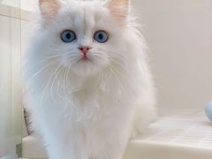-lincat·猫舍(广州店)