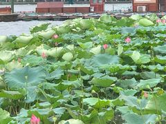-湖畔居茶楼(湖滨店)