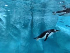 -帝企鹅自助餐厅•儿童岛•真企鹅(长隆企鹅酒店)