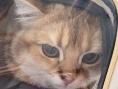 -瑞派福兴宠物医院犬猫全科·骨科·中西医结合(河东店)