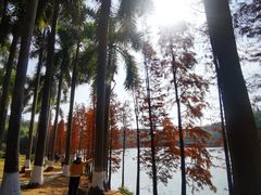 -三水森林公园