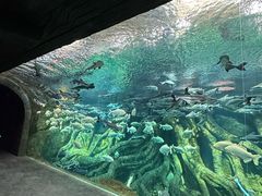 -哈尔滨波塞冬海底世界