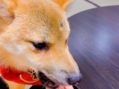 -逗柴咖啡屋·狗咖猫咖宠物桌游
