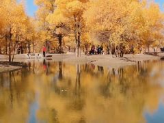 -金塔沙漠胡杨林景区